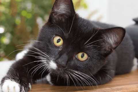 Can a Cat Walk with a Broken Hip or Leg?
