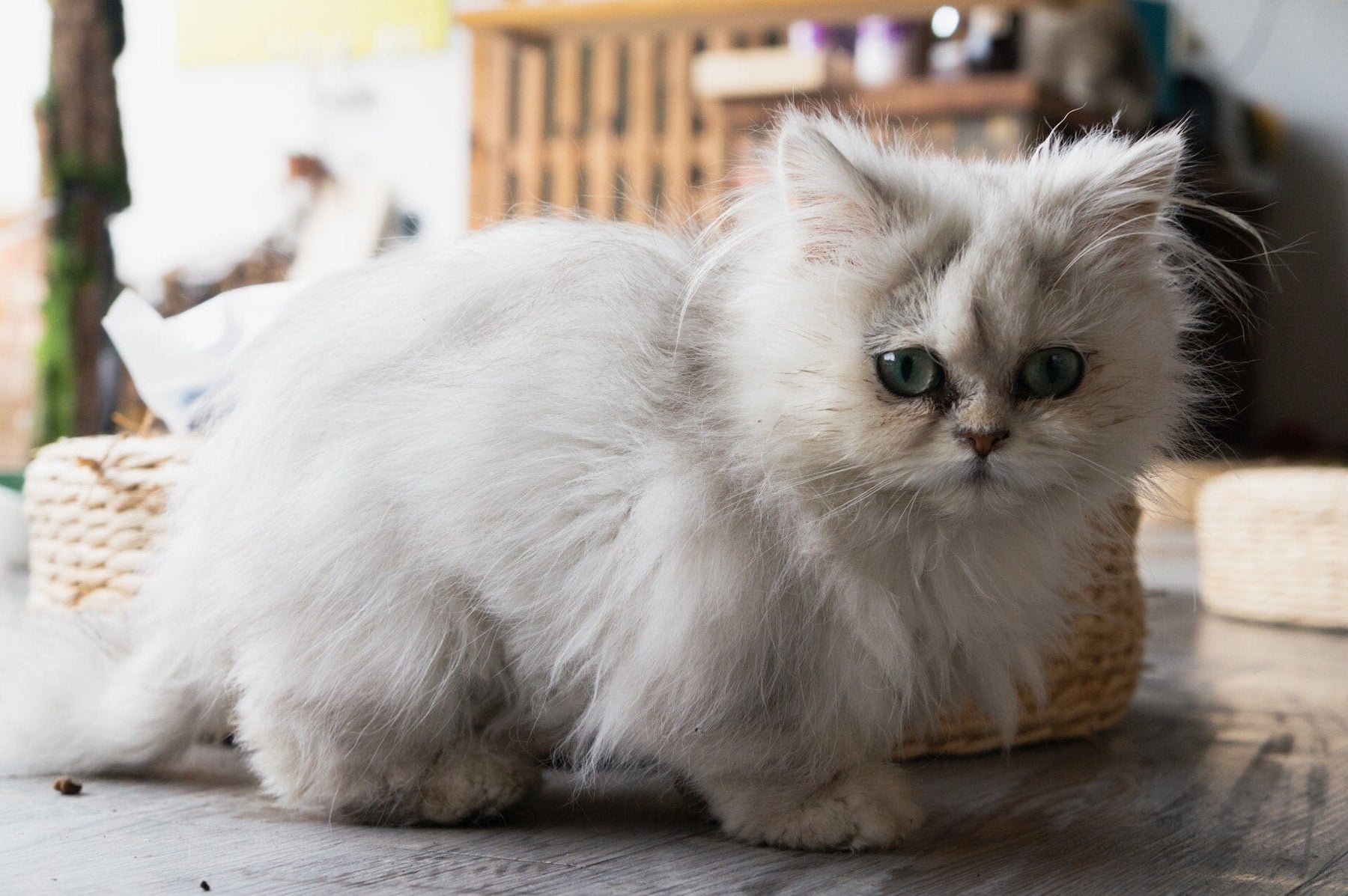 Rescued Persian Cat