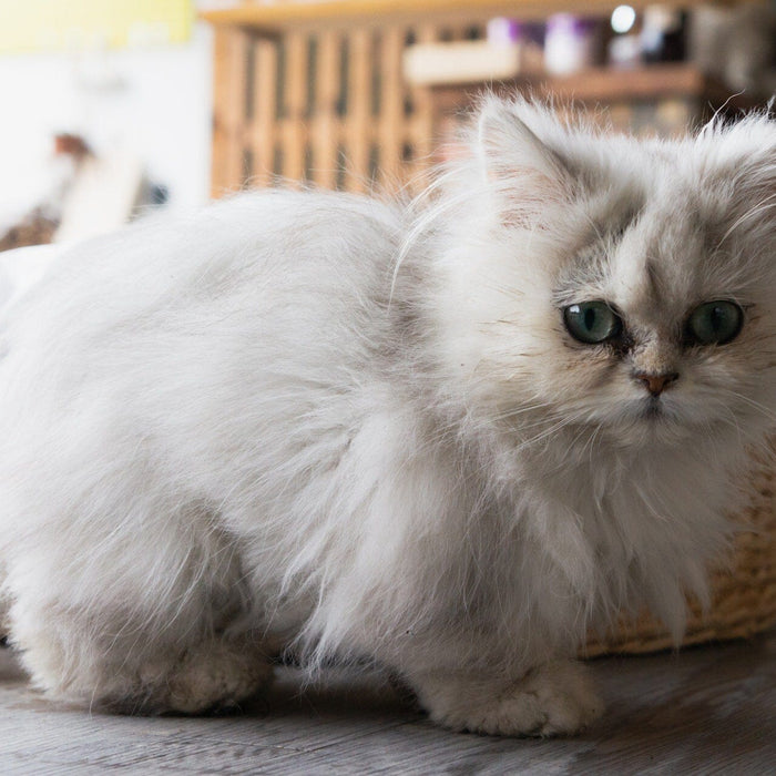 Rescued Persian Cat