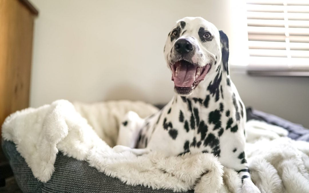 Dalmatian dog lying on a dog bed
