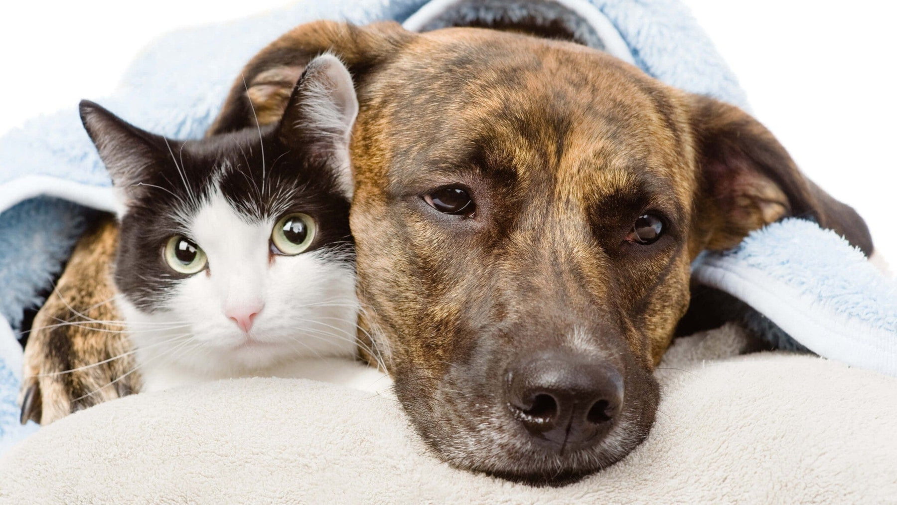 dog and cat lying under the covers looking sad and sick