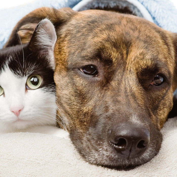 dog and cat lying under the covers looking sad and sick