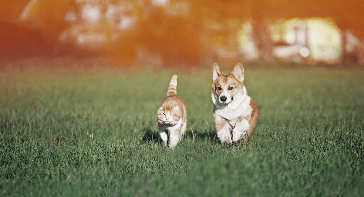 dog and cat running in the field