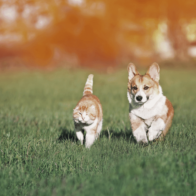 dog and cat running in the field