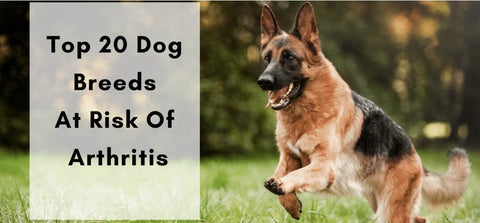 Is Your Dog At Risk for Arthritis?