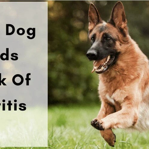 dog arthritis