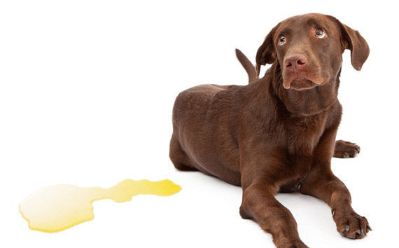 dog leaking pee accident incontinence