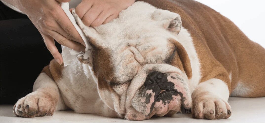 person cleaning a dog's ear