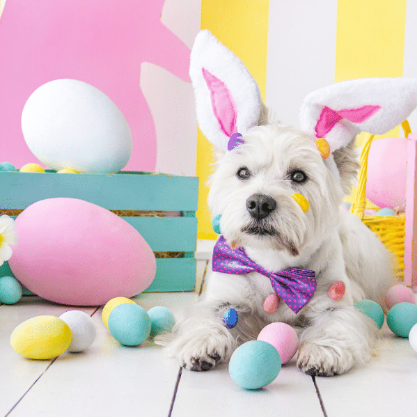 Looking to Celebrate Easter with Your Dog or Cat?