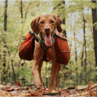 dog hiking in the woods