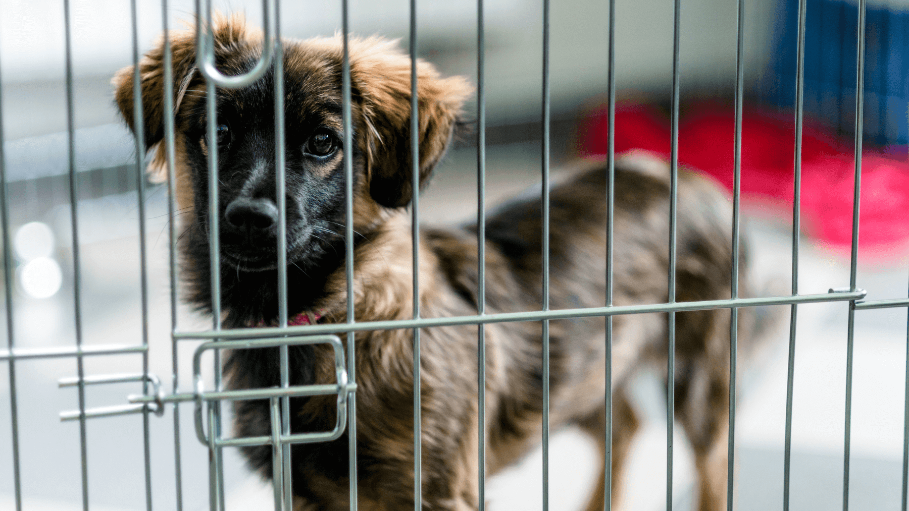 dog in dog crate