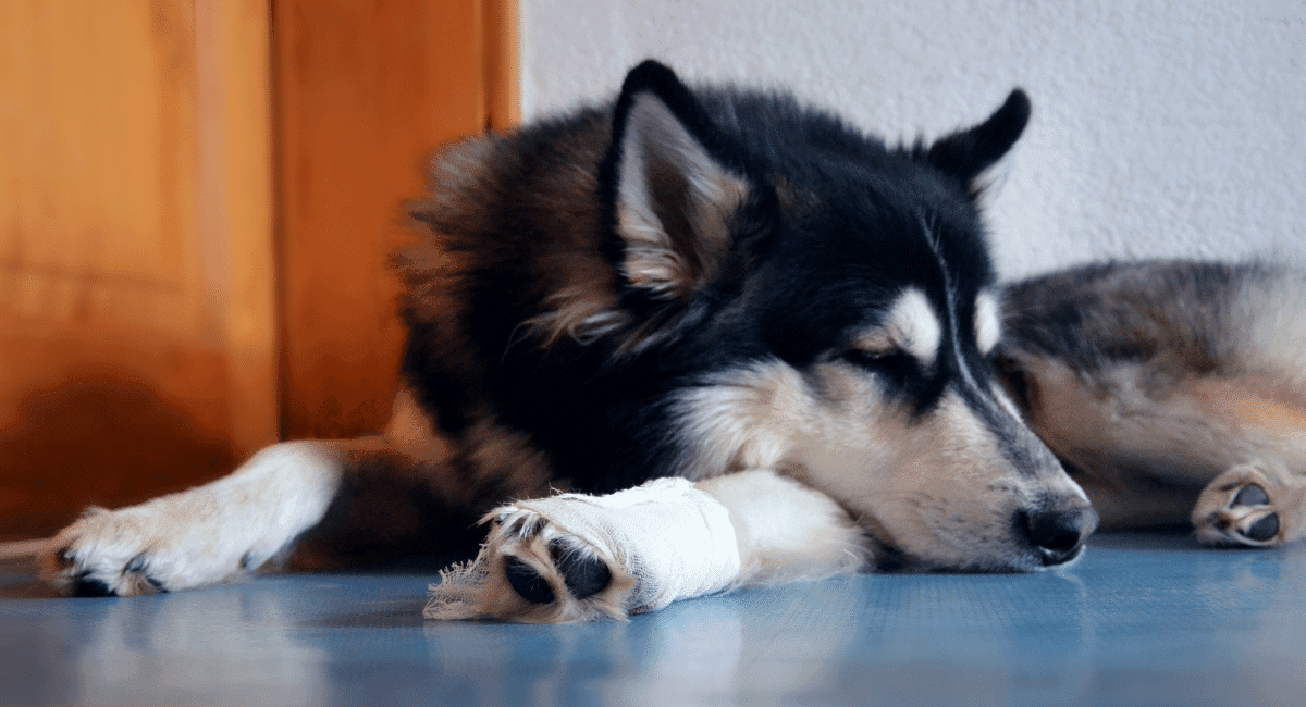 Why is my Dog Limping? Signs, Causes & Treatments