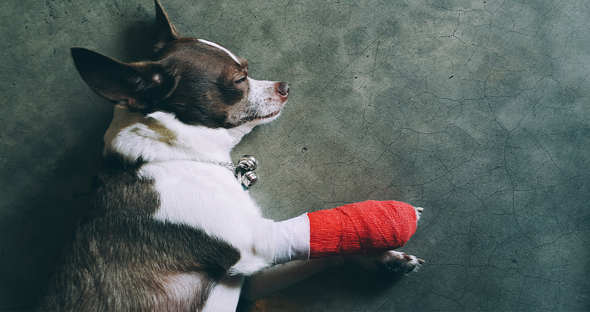 dog with a paw wrapped lying on floor