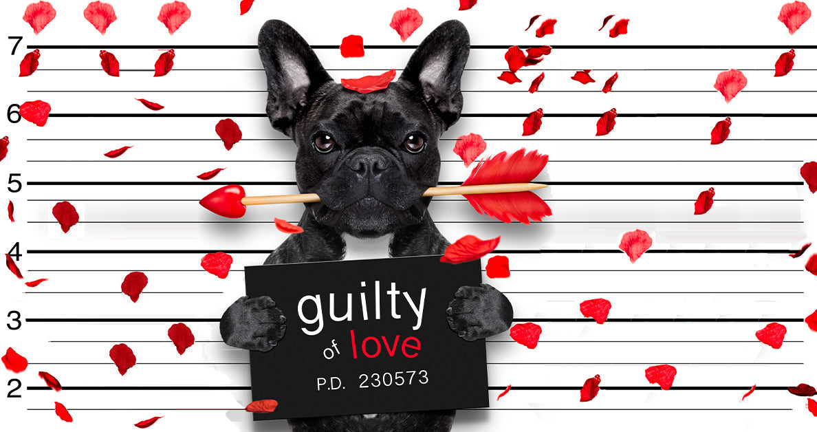 dog posing for a mug shot with guilty of love sign