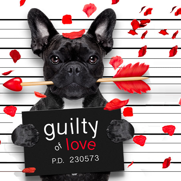 dog posing for a mug shot with guilty of love sign