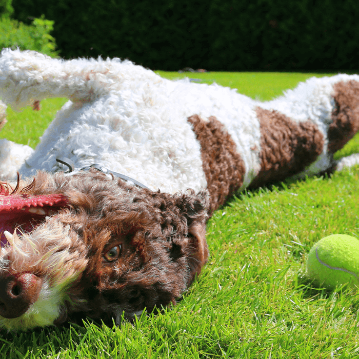 dog playing and rolling in the grass