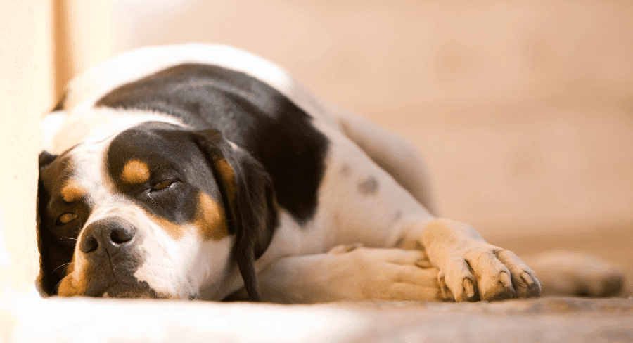 lethargic dog lying on floor