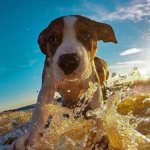 Dog on Surfboard in the Ocean