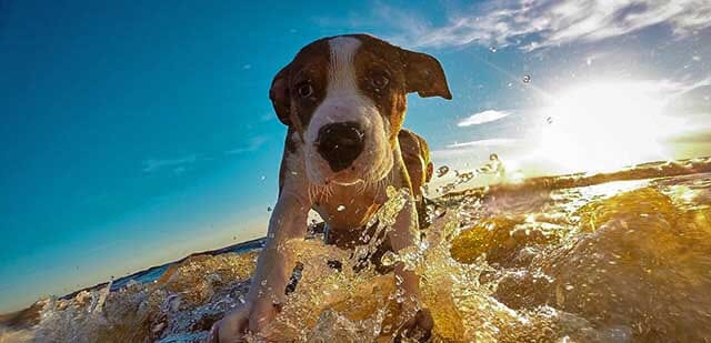 Dog on Surfboard in the Ocean