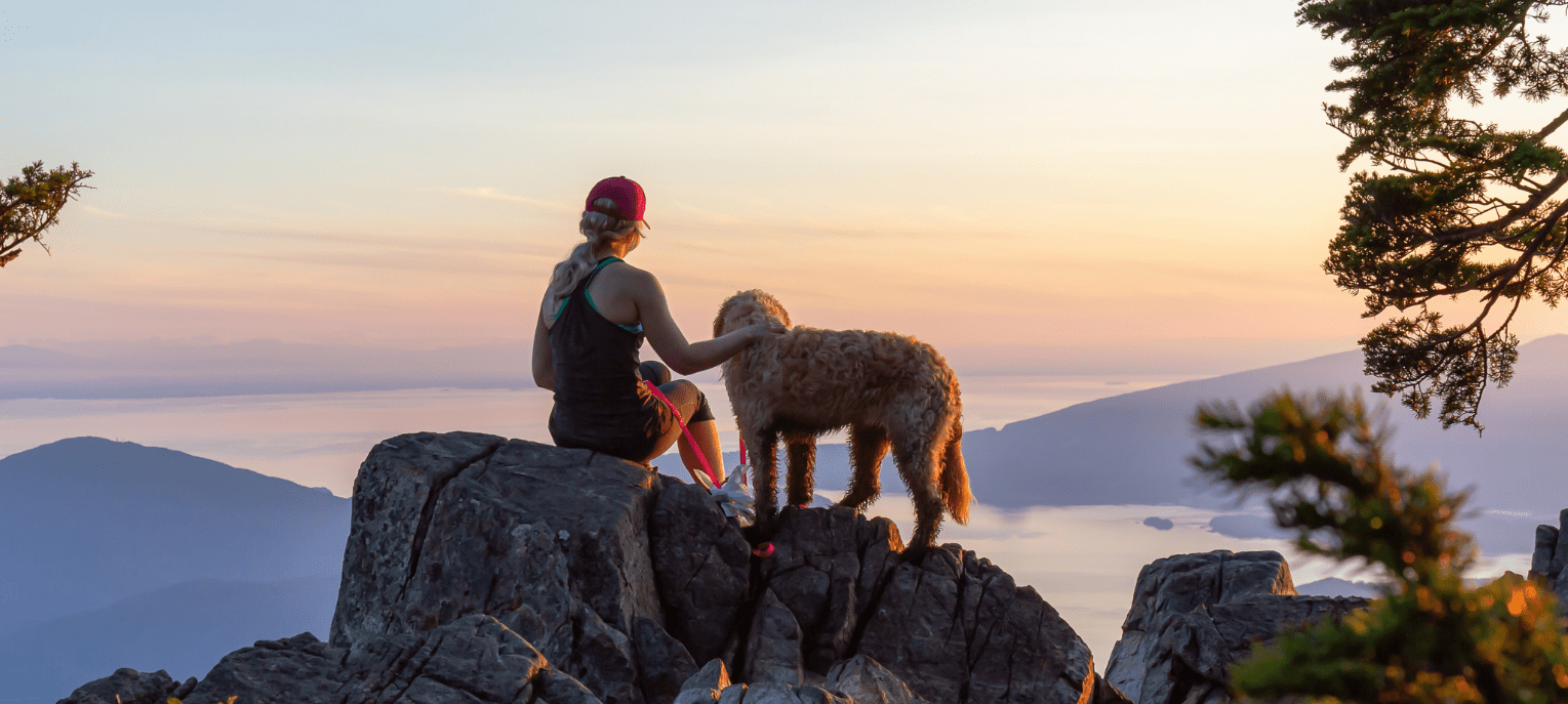 Dog Traveling With Owner