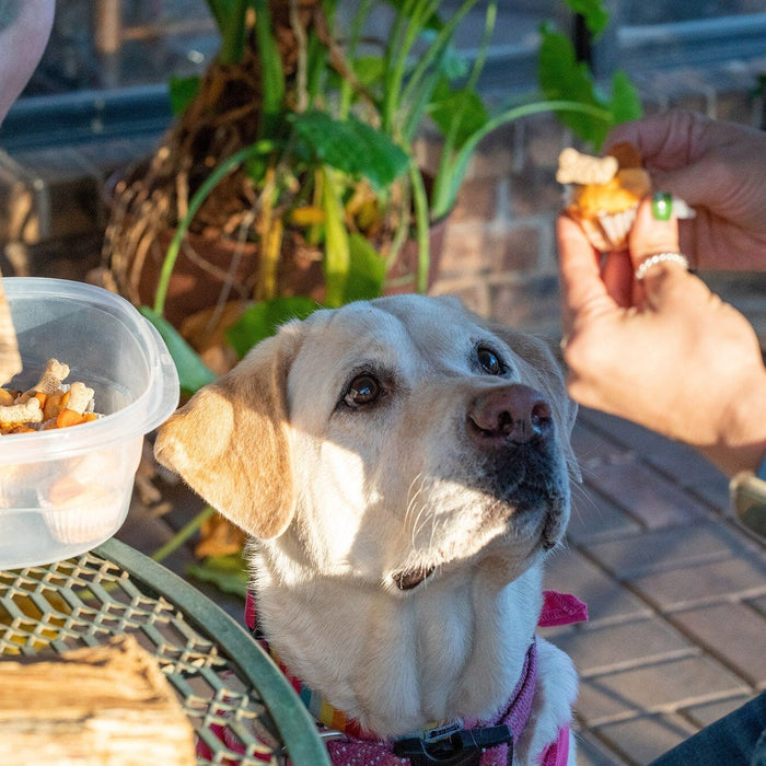 woman giving a dog treats