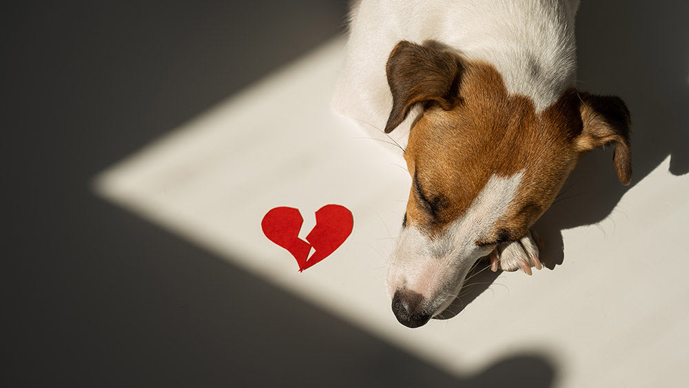 Dog lying down beside a broken heart