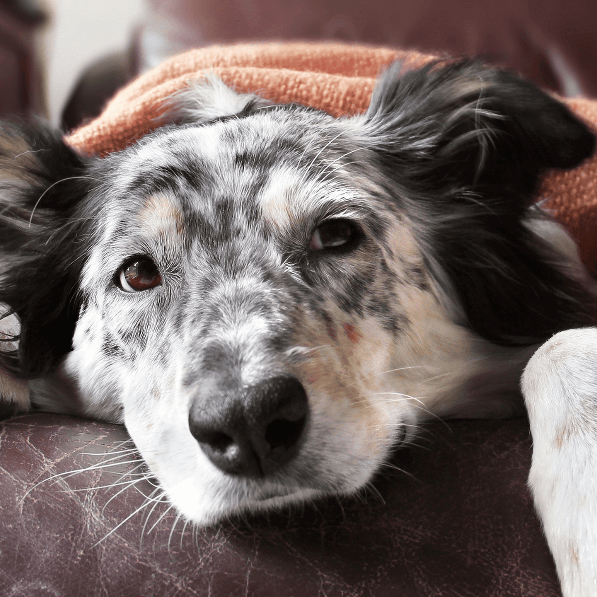 does tobacco kill worms in puppies Common for Dogs How to Rid a Dog