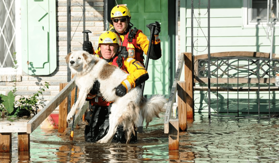 Emergency workers evacuating dog in flood