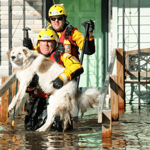 Emergency workers evacuating dog in flood