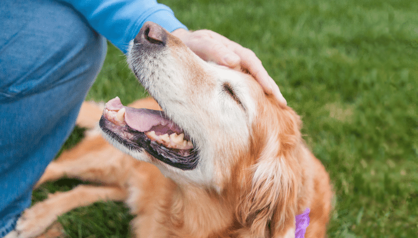 Senior Dogs with owner