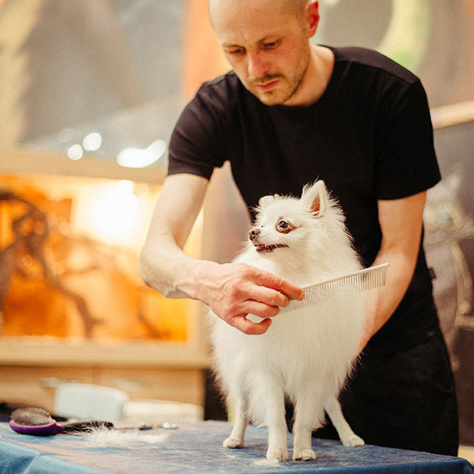 man grooming a dog