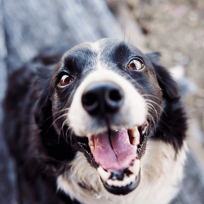 smiling happy border collie dog