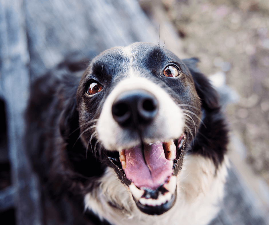 smiling happy border collie dog