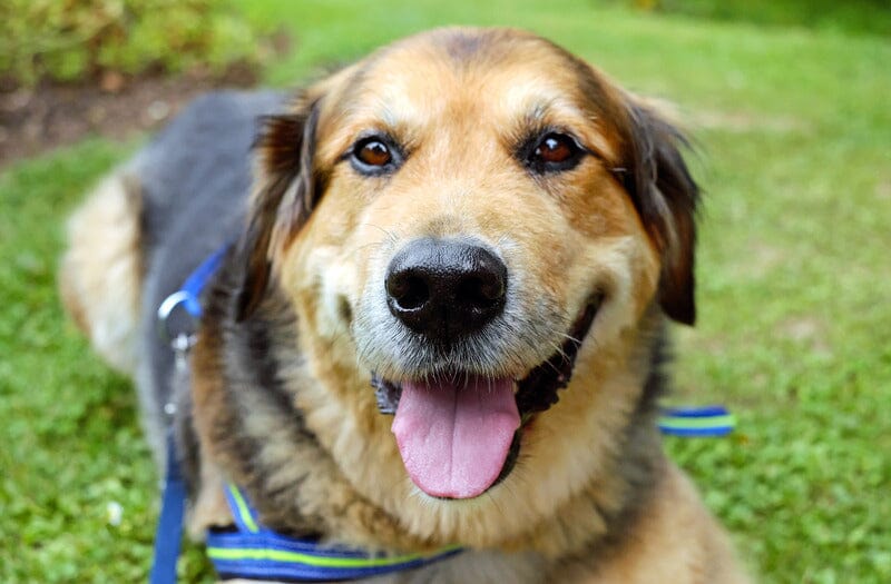 3 Best Ways to Deal with Dog Gum Disease: Expert Tips for a Healthier Smile