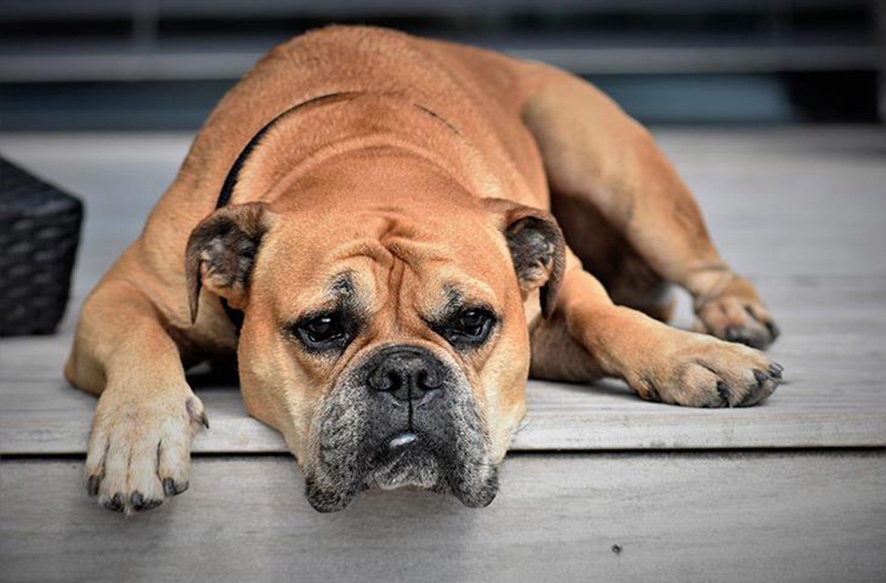 sad orange dog lying down