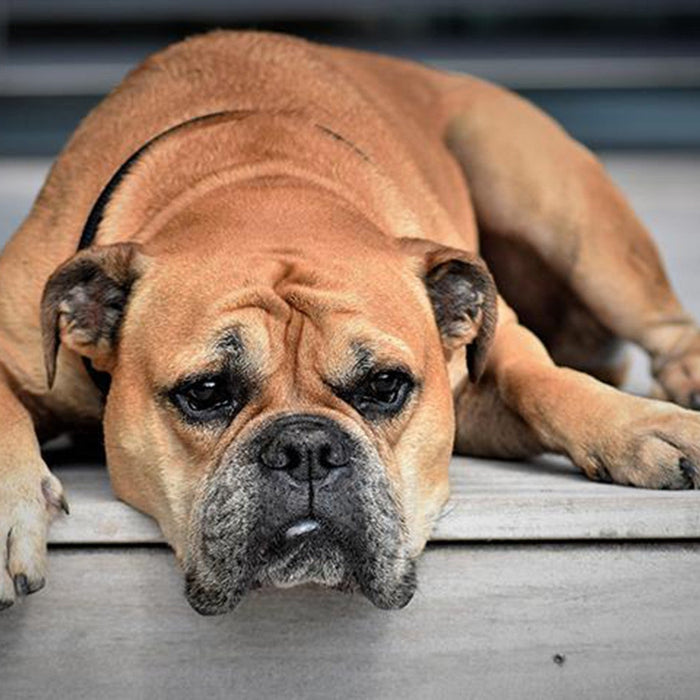 sad orange dog lying down