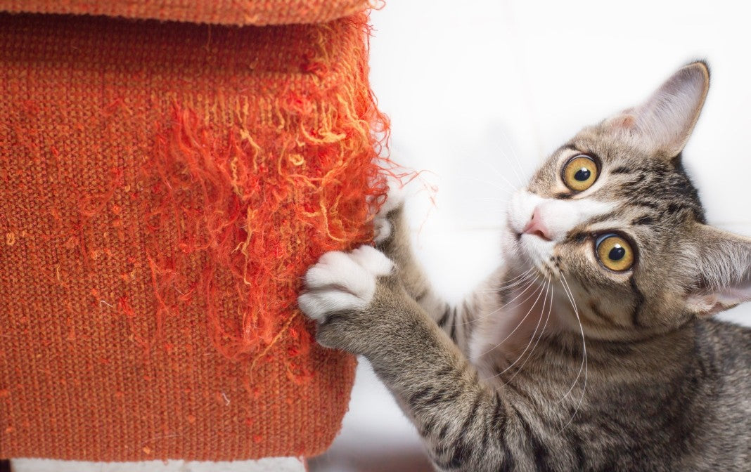 kitten scratching at yarn post