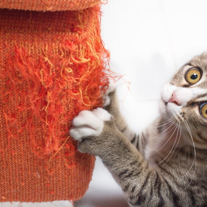 kitten scratching at yarn post
