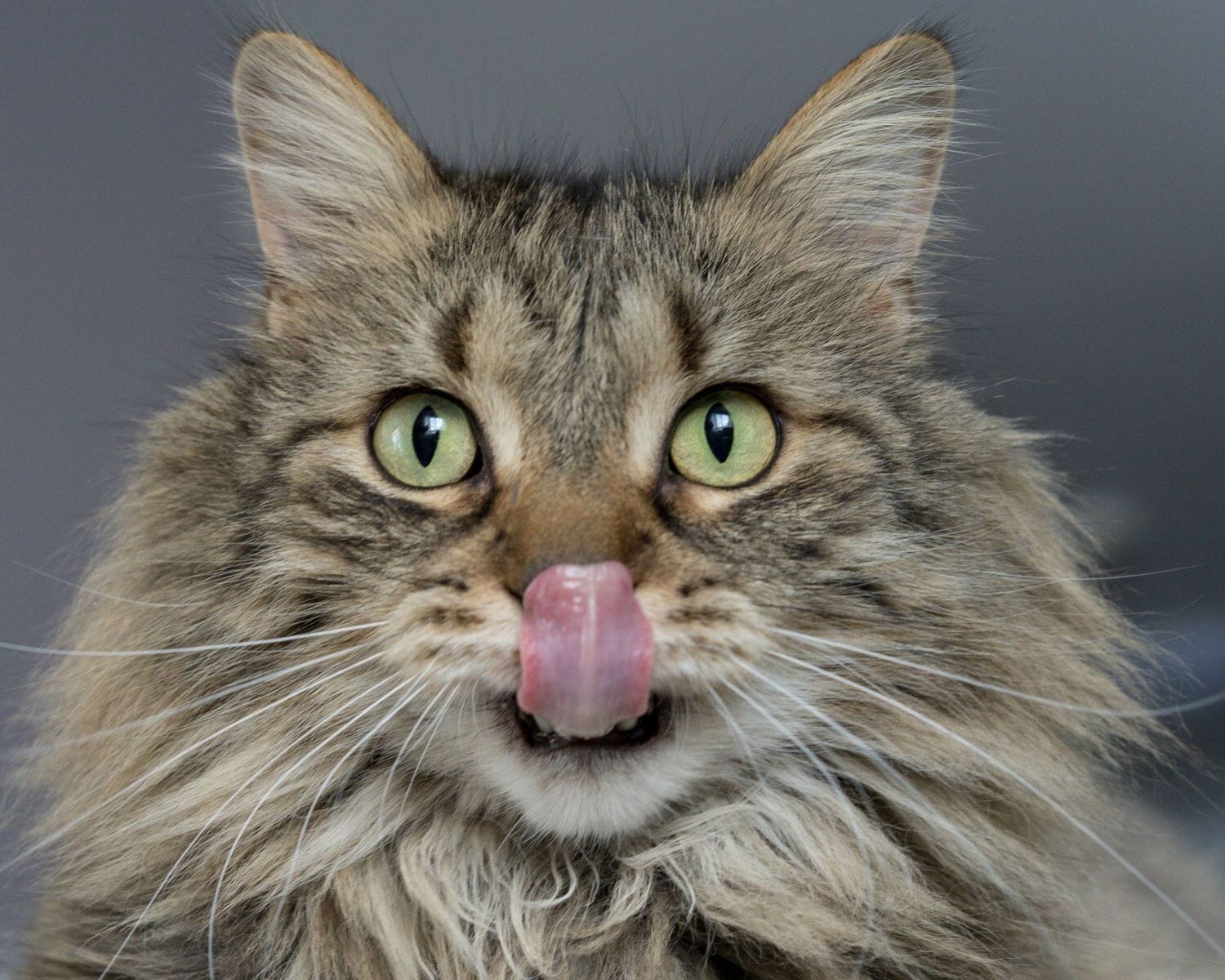 Fluffy striped cat with green eyes licking chops