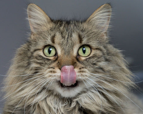 What human foods can cats eat?