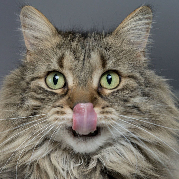 Fluffy striped cat with green eyes licking chops