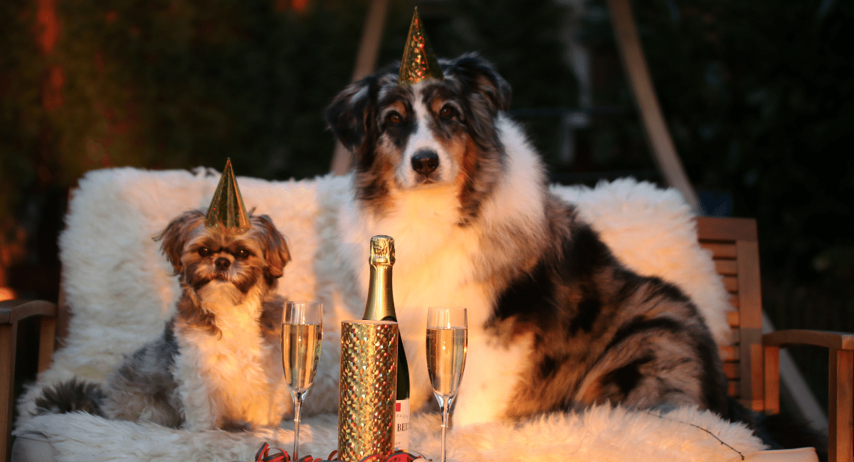 Should Pets Have New Year Resolutions?