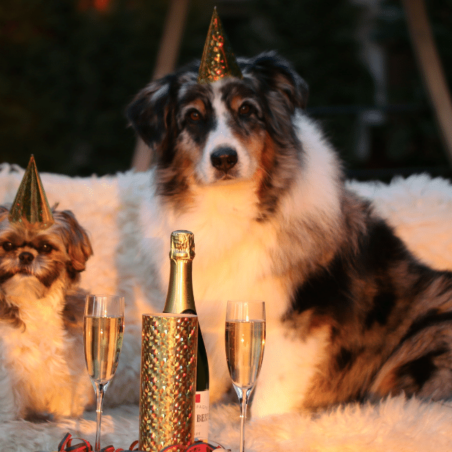 Should Pets Have New Year Resolutions?