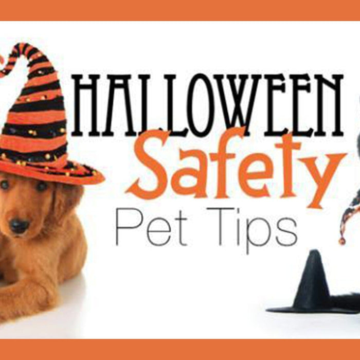 dog and cat dressed up for Halloween with pet safety sign