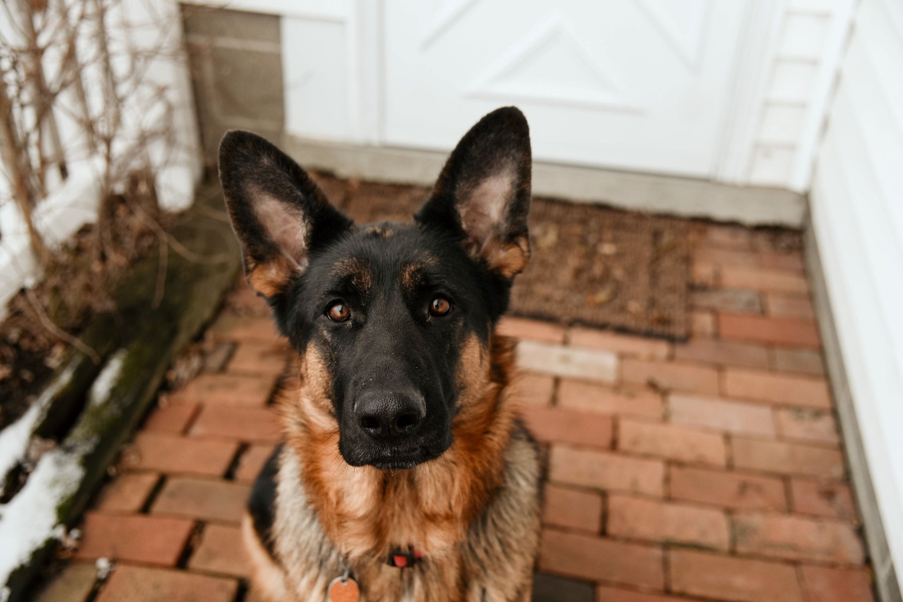 German Shepherd in front of New House