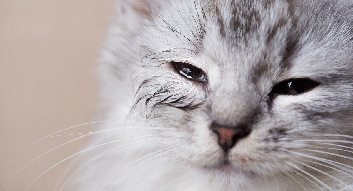 grey cat with squinting watery eyes