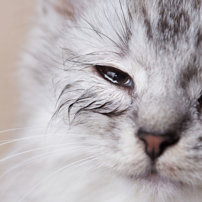 grey cat with squinting watery eyes