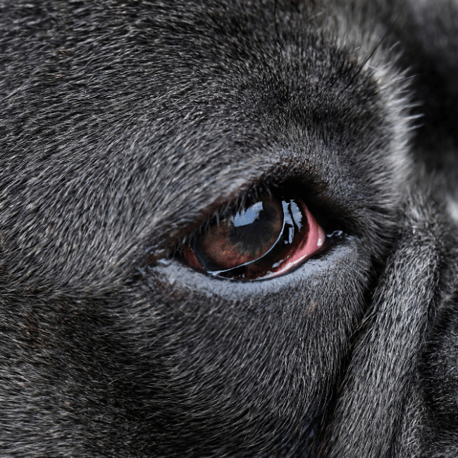 grey dog with weepy red eyes