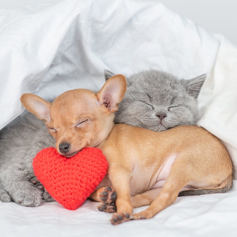4-Week-Old Kittens: Complete Health & Wellness Tips