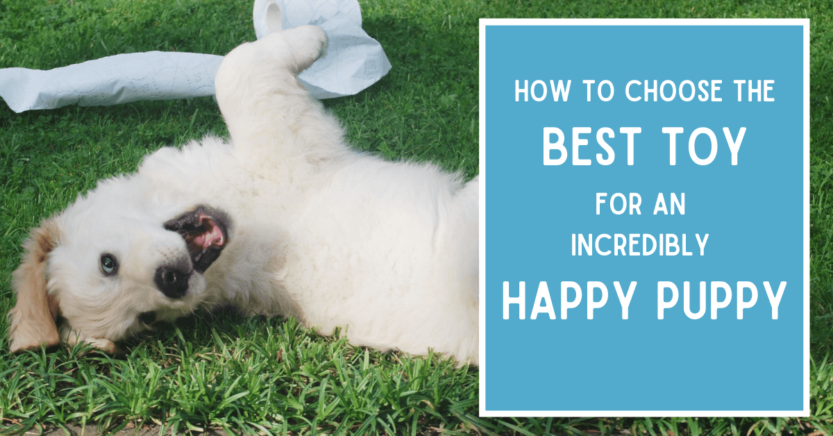 white dog playing on grass